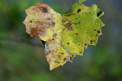 leaf (bokeh)