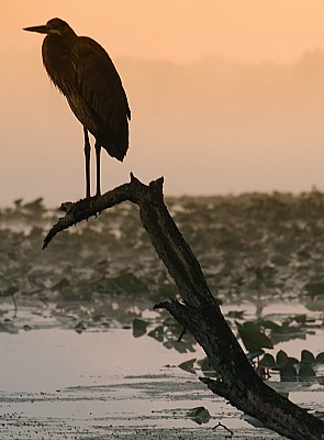 Blue Heron on Orange