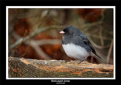 Dark-eyed Junco