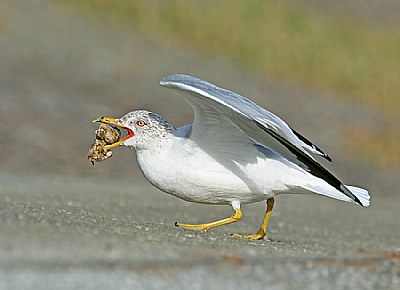 Ring-Billed Gull