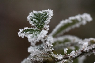 A frosty day