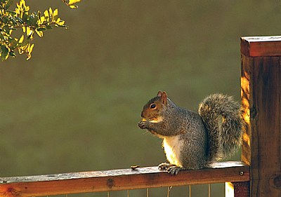 Breakfast on the fence