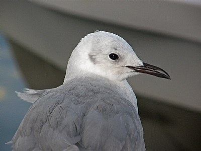 Sound of a Seagull