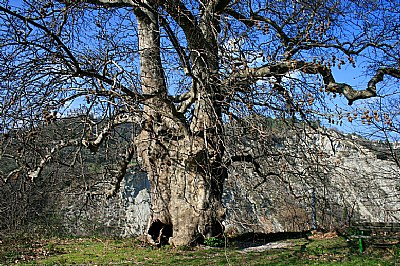 Antico guardiano