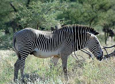 Striped Elvis