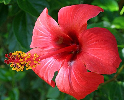 Hibiscus Plenus