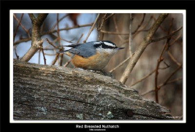 Red-breasted Nuthatch