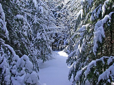 Snowshoes trail