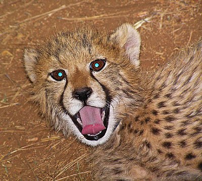 You little Cheetah!
