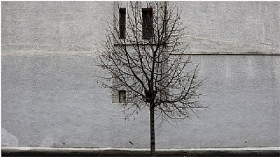 the dissident tree
