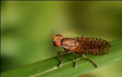 Very Small Bug