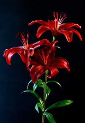 Tres Flores Rojas
