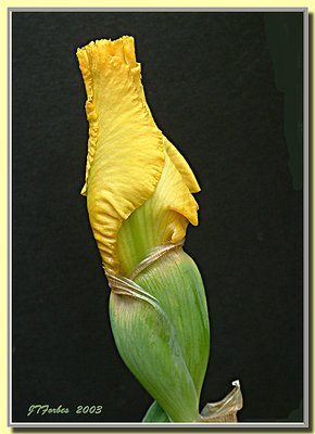 Iris bud