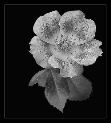 B&W Wild Rose