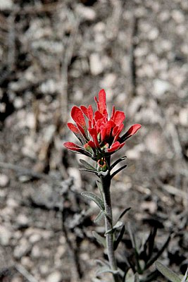 First wildflower