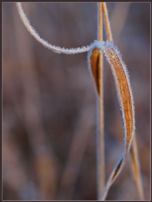 Morning Frost 3