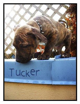 Tucker