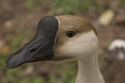 Curious fellow 