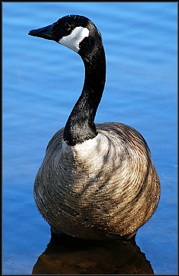 Duck, Duck, Goose!