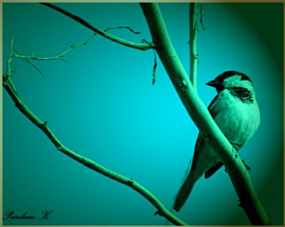 Bird of Longing.!!