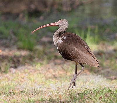 Immature White Ibis