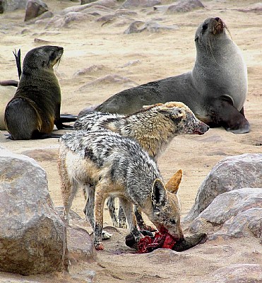 Sad Sad Seals...