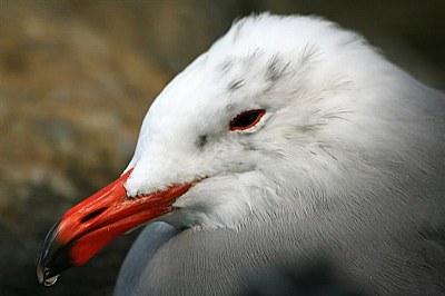 Larus Hernnani