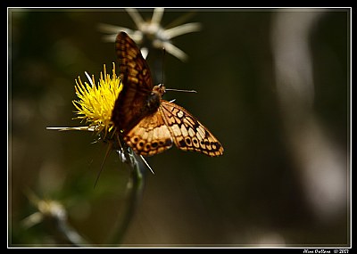 Mariposa