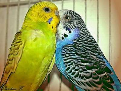 Kissing Birds..!!