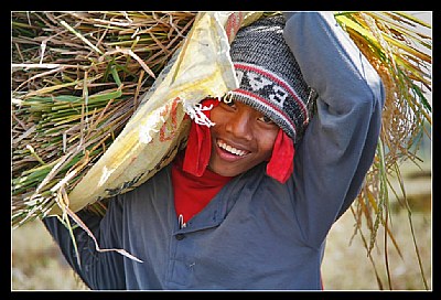 harvest smile