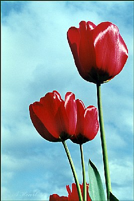 Three Red Tulips