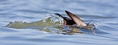 Diving Whit-winged Scoter