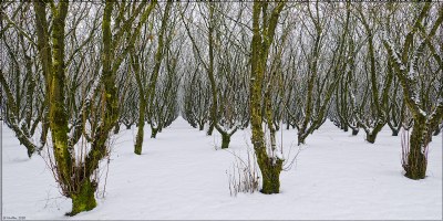 Nut Orchard, Winter