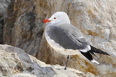 Heermann's Gull