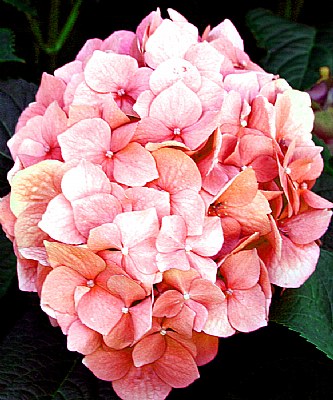 Hortensia