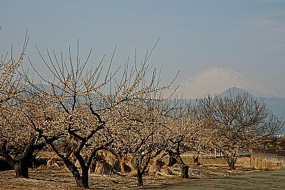Spring Greetings from Mt.Fuji