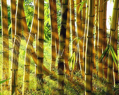 Bamboos In Sunlight