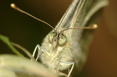 Butterfly's Portrait