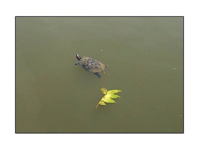 Turtle and 5 leafs
