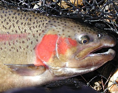 Rainbow Trout Male