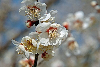 The white flowers of the plum