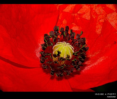 Inside A Poppy