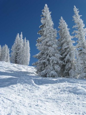 Snow Trees