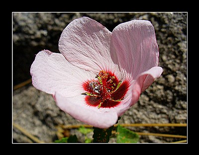 Pequeña flor rosa