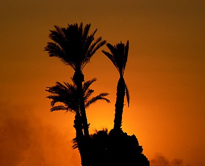 Palm heaven