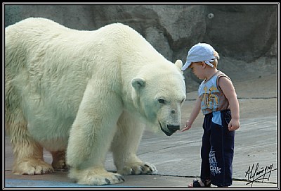El niño y el oso