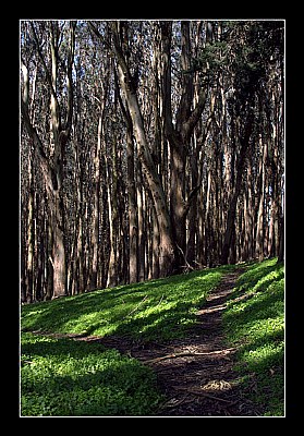 Eucalyptus Paths