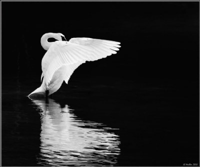 Swan's Benediction