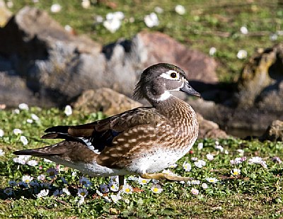 Wood Duck Female