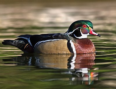 Wood Duck Male